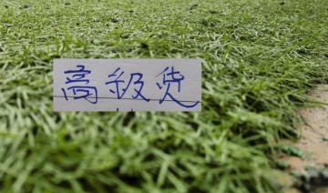 中超前7轮五大宝藏引援！领头羊+有马莱莱大连 都成功捡漏